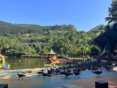 -西双版纳原始森林公园