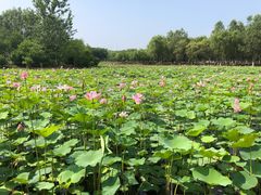-东郊湿地公园