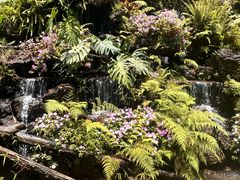 -深圳仙湖植物园