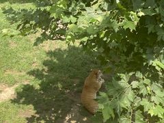 -西霞口神雕山野生动物世界