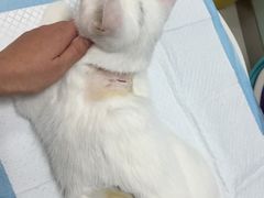 -纳吉亚猫专科动物医院博雅分院