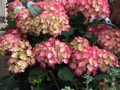 -金科花卉市场