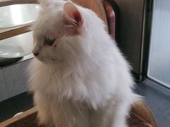 -飞行喵MR PILOT|猫舍·猫咖(静安大融城店)