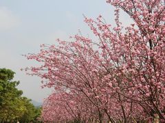 -天适樱花悠乐园