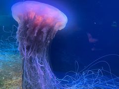 -欢乐海岸海洋奇梦馆