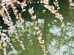 -北寺塔