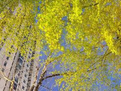 -西北湖绿化广场