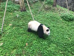-都江堰中华大熊猫苑