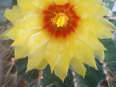 -庞各庄西瓜蔬菜采摘园·锦华瓜园