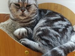 -有猫主题·治愈系猫咖(曾厝垵店)