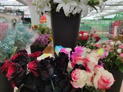 -荷兰花海