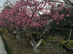 -红梅公园
