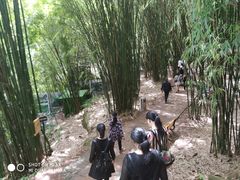 -川西竹海景区
