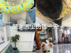 -派美特宠物医院·核磁CT·骨科肿瘤·疑难转诊(沈农禾丰店)