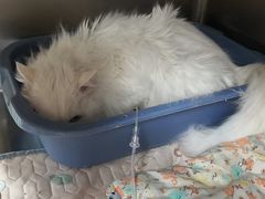 -瑞派·关忠动物医院·猫专科·犬专科(三环新城店)