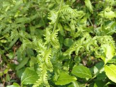 -西湖风景区-江洋畈生态公园