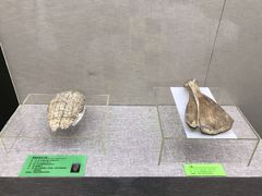 -安阳博物馆