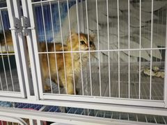 -喵百万·布偶·蓝金金渐层英短·猫舍(百子湾店)