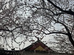 -桃花堤公园