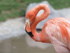 -灵玲国际马戏城