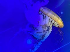 -海合安武汉极地海洋公园