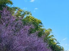 -望江楼公园