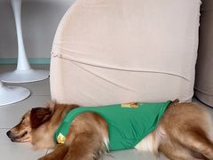 -怪兽屋·羊驼·猫咖·狗咖(俊华广场店)