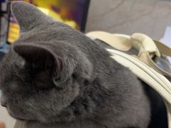 -福懋动物医院·犬猫全科·外科·重症科(杏林分院)
