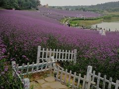 -大塘金香草谷