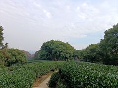 -龙井村