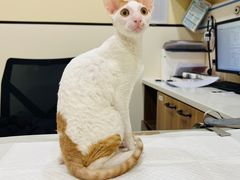 -萌兽医馆·犬猫专科·眼科中心·宠物医院(朝阳门分院)