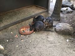 -可伦宾野生动物保护区