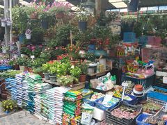 -曲阳花鸟市场(曲阳路店)
