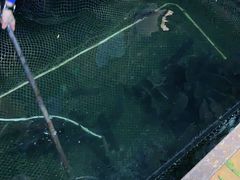 -蓝湾碧波·老字号·疍家非遗海上餐厅