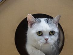 -柴迷FANS CLUB·柴犬狗咖·猫咖
