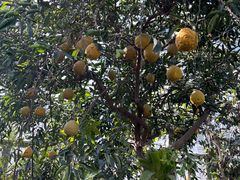 -国家植物园南园