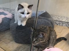 -momokira米努特·德文卷毛猫·棉花面纱犬