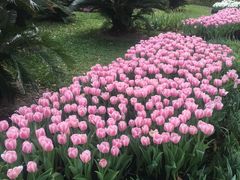 -上海鲜花港