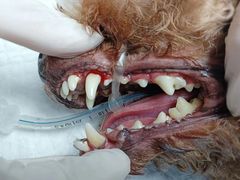 -博特宠物医院24h犬猫全科.骨科·异宠