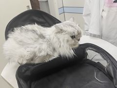-中农国际动物医院24小时·猫科·骨科·急重症中心