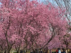 -白塘生态植物园
