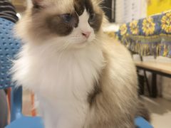 -平行世界·猫咖(首经贸店)