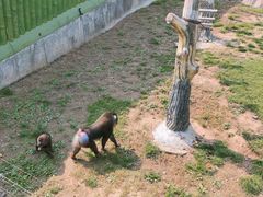 -大连森林动物园