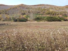 -塞罕坝国家级自然保护区