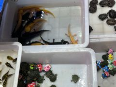 -双季花艺园艺市场(浦东店)