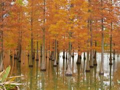 -白鹭湾湿地公园