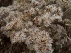 -西岭雪山大飞水景区