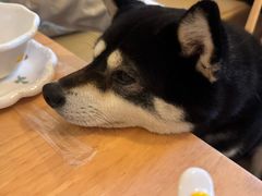 -柴の食堂·日式家庭料理·熊之肆(大学路店)