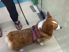 -瑞派动物医院·猫专科·至诚(江南中分院)