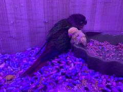 -山东柏宁水族批发广场